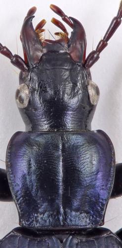 Réf. 315 236 : Laemostenus barbarus