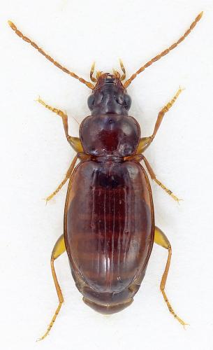 Trechus obtusus