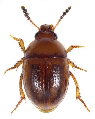Leiodes sp.