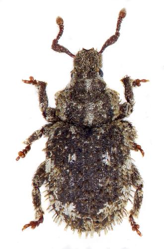 Réf. 315 081 : Trachyphloeus scabriculus