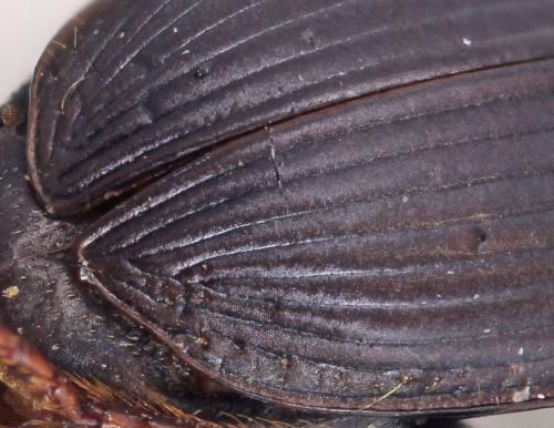 Harpalus dissitus