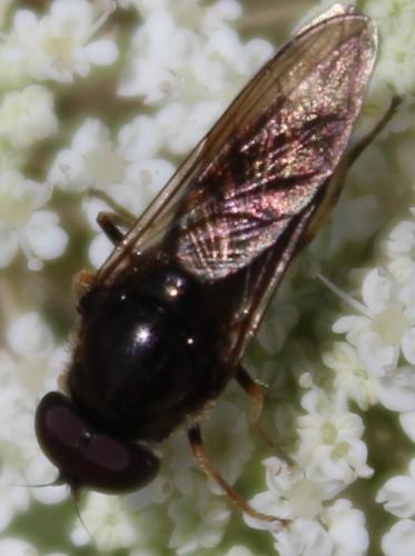 Cheilosia sp.