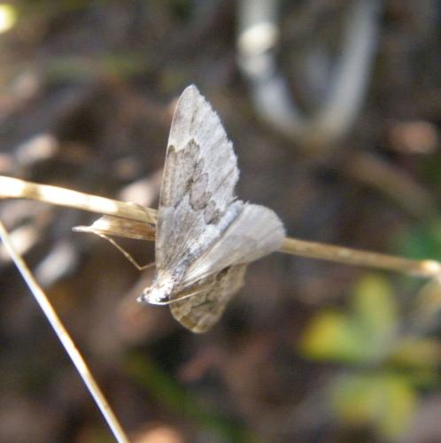 Réf. 315 307 : Thera juniperata