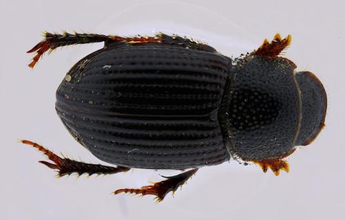 Psammoporus mimicus