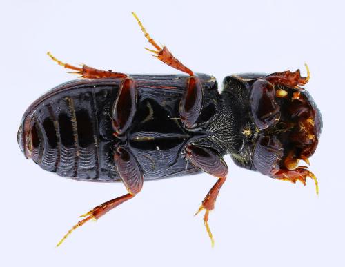 Pleurophorus caesus