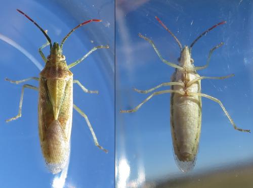 Mecidea lindbergi