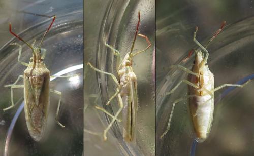 Mecidea lindbergi