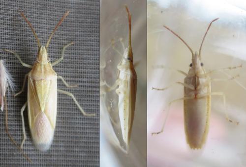 Mecidea lindbergi