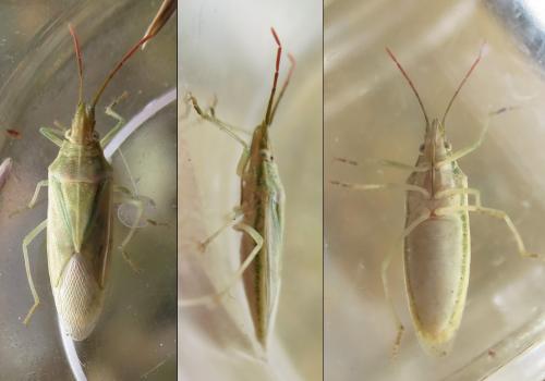 Mecidea lindbergi
