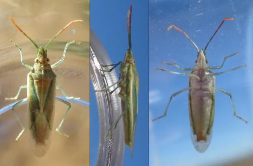 Mecidea lindbergi