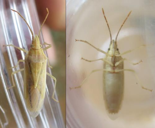 Mecidea lindbergi