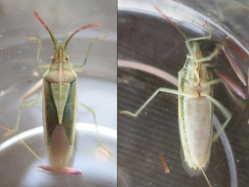 Mecidea lindbergi