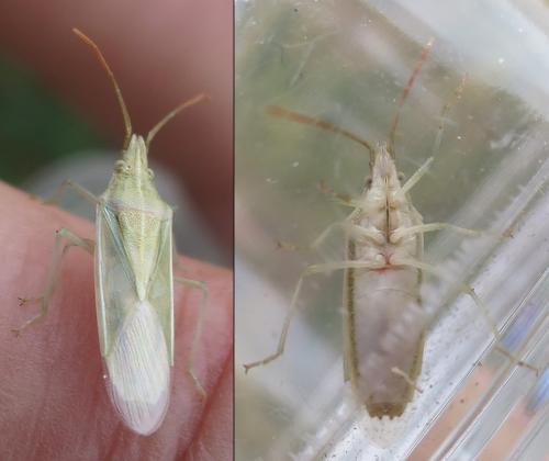 Mecidea lindbergi