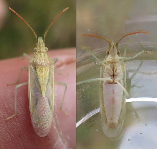 Réf. 315 030 : Mecidea lindbergi