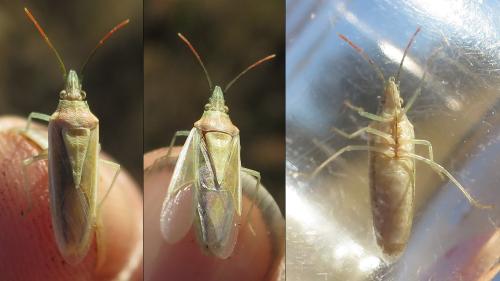 Mecidea lindbergi