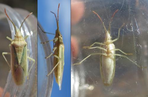 Mecidea lindbergi