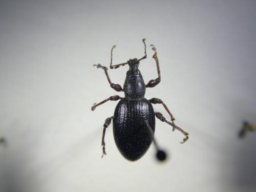 Réf. 315 827 : Otiorhynchus lugdunensis