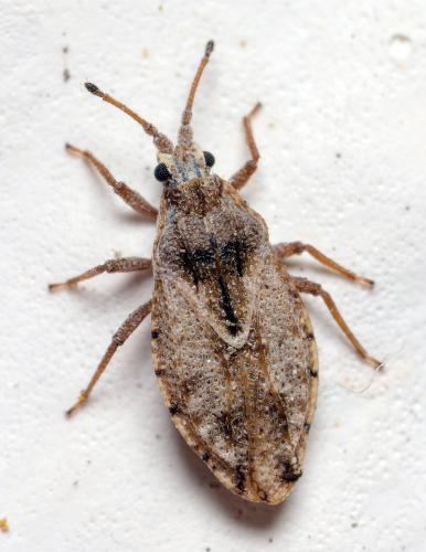Réf. 315 504 : Tingis liturata
