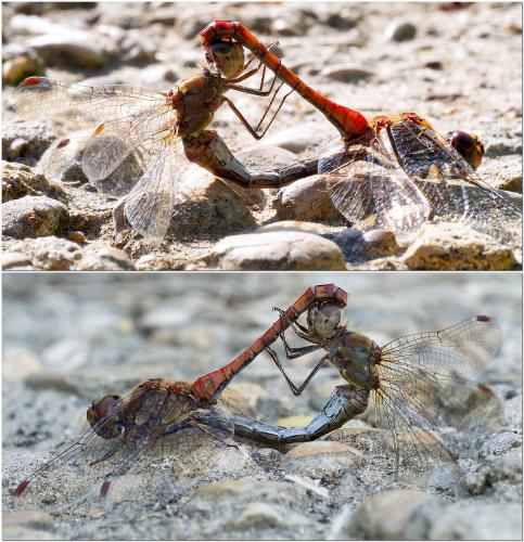 Sympetrum striolatum