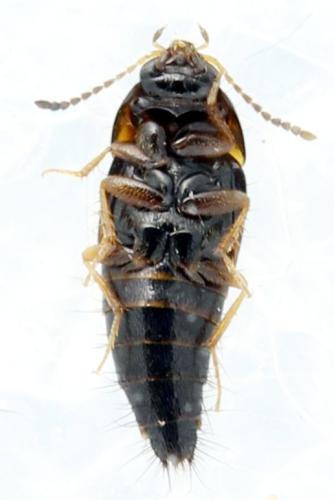 Tachyporus sp.