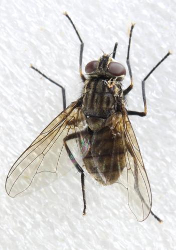 Réf. 315 410 : Stomoxys calcitrans