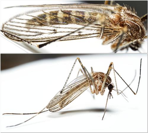 Réf. 315 763 : Culiseta longiareolata