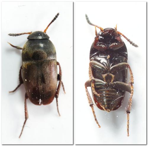 Réf. 315 774 : Ptomaphagus sp.