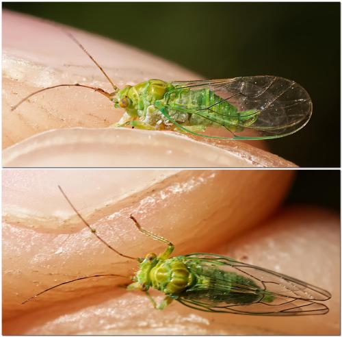 Psylla alni