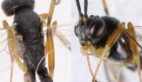 Réf. 315 969 : Diadegma sp.