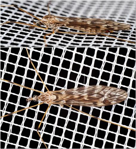 Tipula confusa