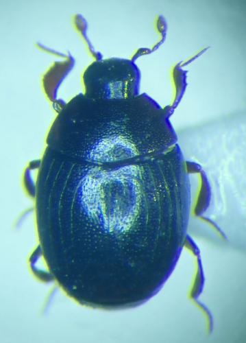 Kissister minimus