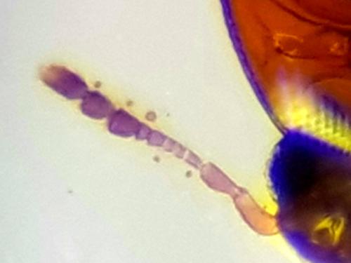Réf. 315 715 : Sericoderus sp.