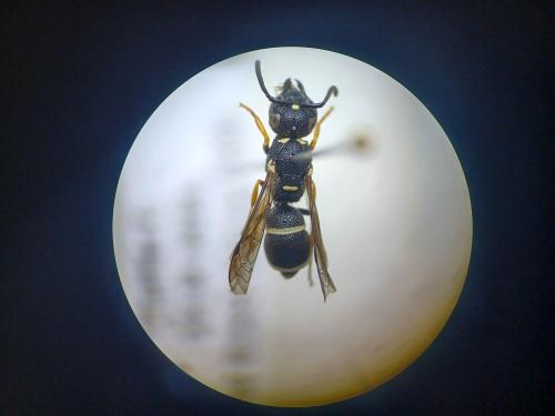 Stenodynerus bluethgeni