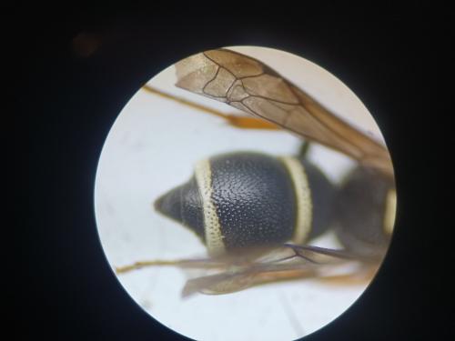 Stenodynerus bluethgeni