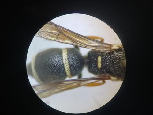 Stenodynerus bluethgeni