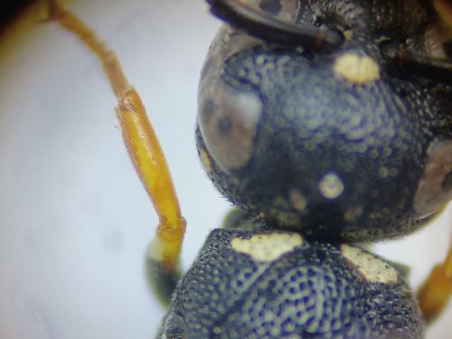 Stenodynerus bluethgeni