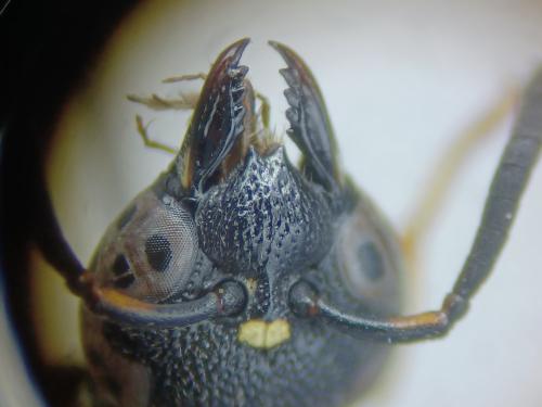 Stenodynerus bluethgeni