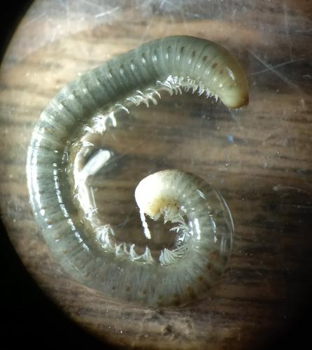 Réf. 315 800 : Cylindroiulus vulnerarius