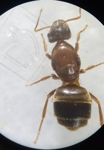 Lasius emarginatus