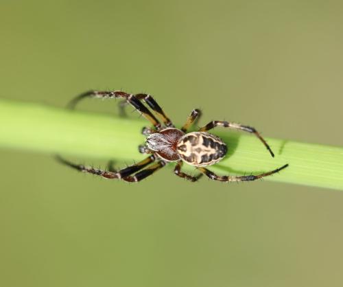Larinioides cornutus