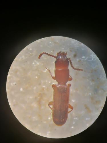 Leptophloeus clematidis