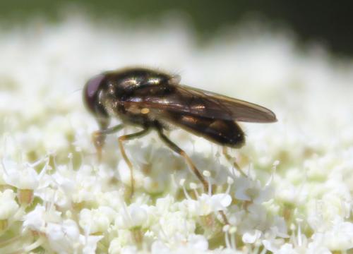 Cheilosia sp.