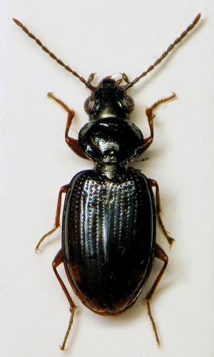 Réf. 315 911 : Bembidion sp.