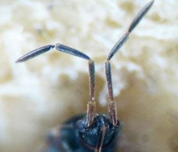 Scolopostethus grandis