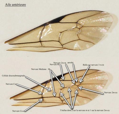 Exetastes calobatus