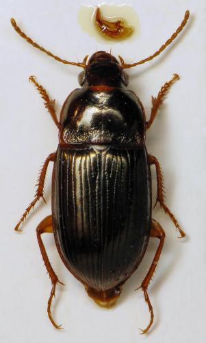Réf. 315 939 : Amara bifrons
