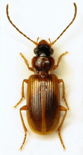 Anthracus consputus