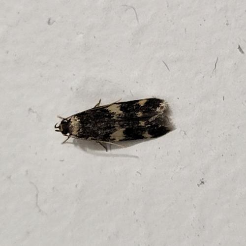 Oegoconia sp.