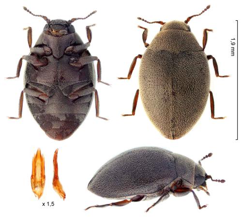 Limnichus sericeus