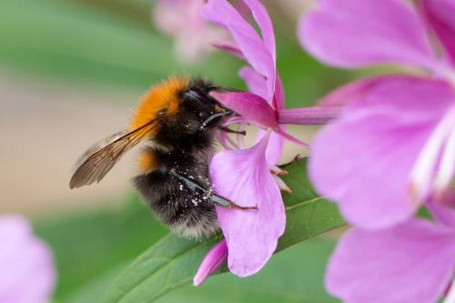 Bombus sp.